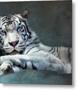 Purrfectly Content Metal Print