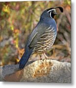 Quail On The Rocks Metal Print