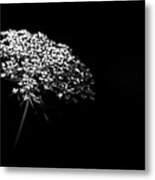 Queen Anne's Lace Metal Print