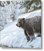 Queen Of The North Metal Print
