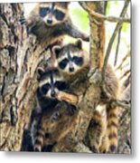 Raccoon Babies Metal Print