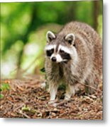 Raccoon In The Forest Metal Print