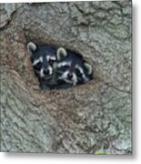 Racoons In Tree Metal Print