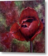 Rain Kissed Tulip Metal Print