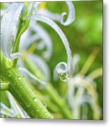 Raindrop On A White Flower Metal Print