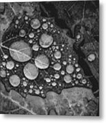 Raindrops On Leaves Metal Print