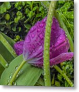 Raindrops On Purple Tulip Metal Print