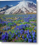 Rainier Lupines Metal Print