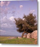 Ramona Tree And Dusk Clouds Metal Print