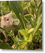 Rat In The Garden Metal Print