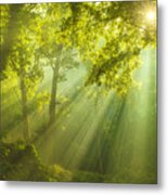 Rays Of Sunlight And Green Forest Metal Print