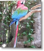 Red And Green Macaw Metal Print