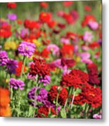 Red And Pink Zinnias Metal Print