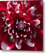 Red And White Dahlia Metal Print