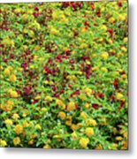 Red And Yellow Garden Patch Metal Print