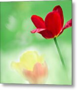 Red And Yellow Tulips Metal Print