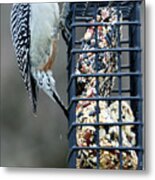 Red Bellied Woodpecker 2 Metal Print