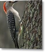 Red-bellied Woodpecker Metal Print