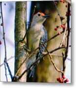 Red-bellied Woodpecker With Berries Metal Print