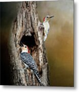 Red Bellied Woodpeckers Metal Print