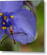 Red Dragonfly On A Purple Spiderwort Metal Print