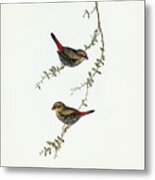 Red-eared Finch, Estrelda Oculea Metal Print