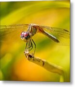 Red-eyed Dragonfly Metal Print