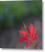 Red Flower Metal Print