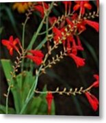 Red Flowers For You Metal Print