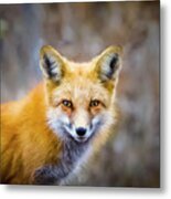Red Fox Portrait Metal Print