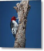 Red Headed Woodpecker Metal Print