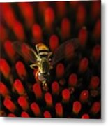 Red Hot Hover Fly Metal Print