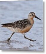Red Knot On The Run Metal Print