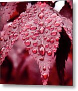 Red Leaf With Raindrops - Ketchikan, Alaska Metal Print