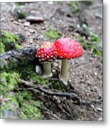 Red Mushrooms Metal Print