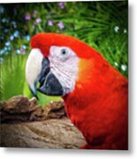 Red Parrot Metal Print