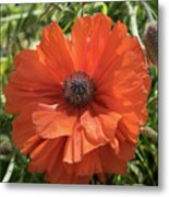 Red Poppy And Green Meadow Metal Print