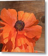 Red Poppy Blossom, Wood And Sunshine Metal Print