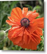 Red Poppy Blooms On The Green Summer Meadow Metal Print