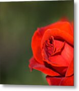 Red Romance Rose Metal Print