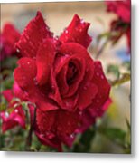 Red Rose And Sparkling Water Pearls By The Pool Metal Print