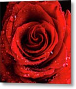 Red Rose Bud With Water Drops Metal Print