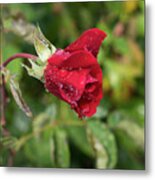 Red Rose Bud With Water Pearls Metal Print