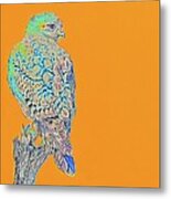 Red Shouldered Hawk Abstract Metal Print