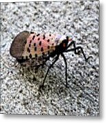 Red Spotted Lanternfly Closeup Metal Print