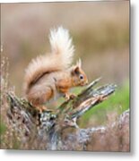 Red Squirrel, Cairngorms Metal Print