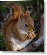 Red Squirrel Eating Sunflower Seeds Metal Print
