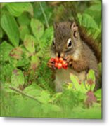Red Squirrel Eats Berries Metal Print