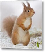 Red Squirrel In Snow Metal Print