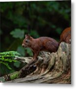 Red Squirrel In The Autumn Forest Metal Print